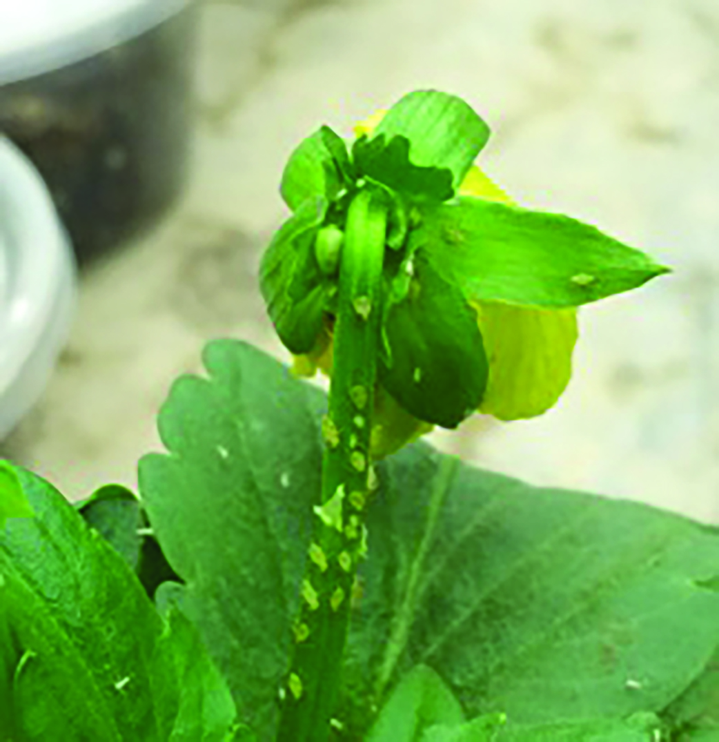 Photo of pansy stem infected with aphids